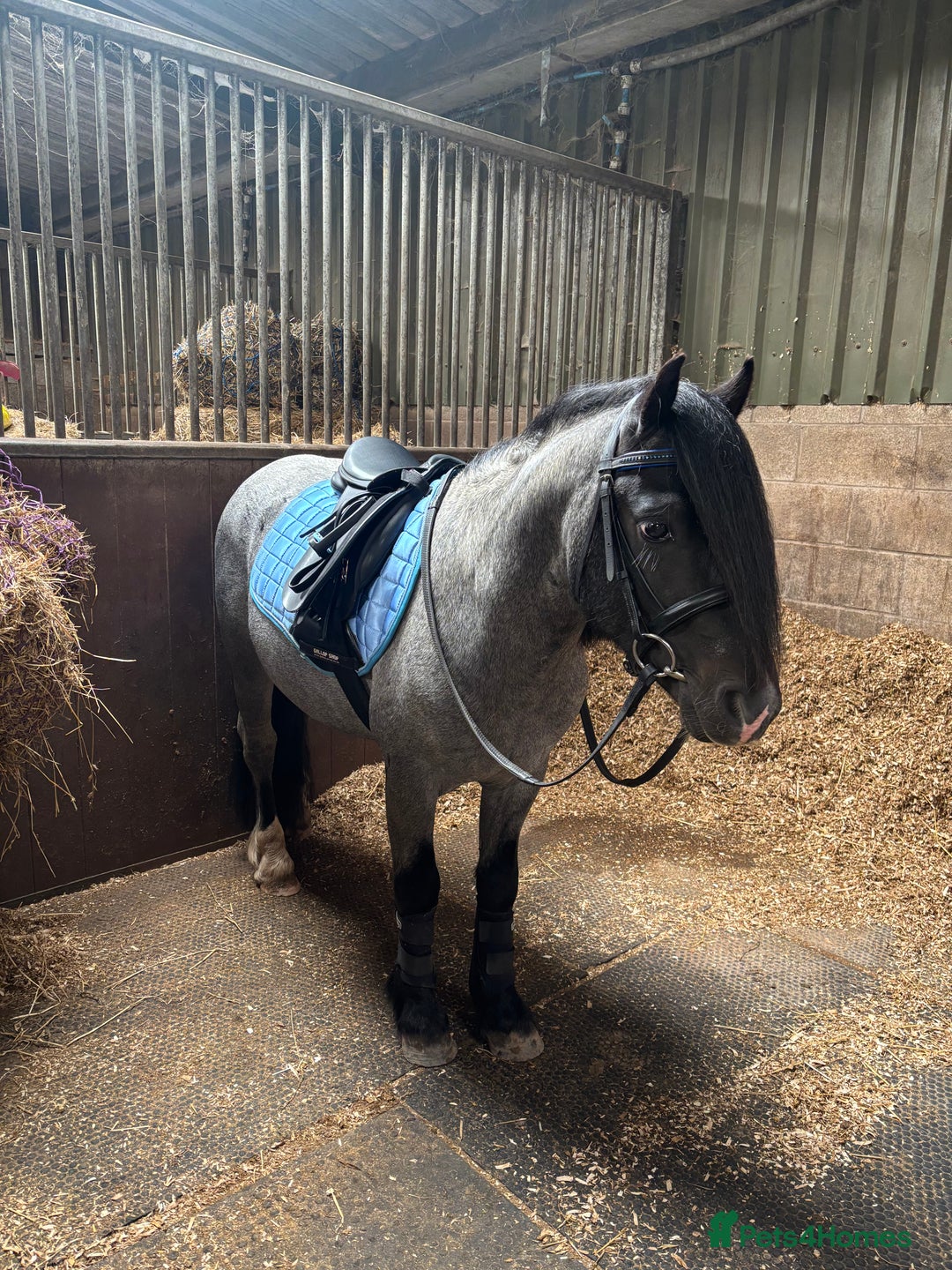 Welsh Section C horses for sale: Mr Frankby  - Image 10