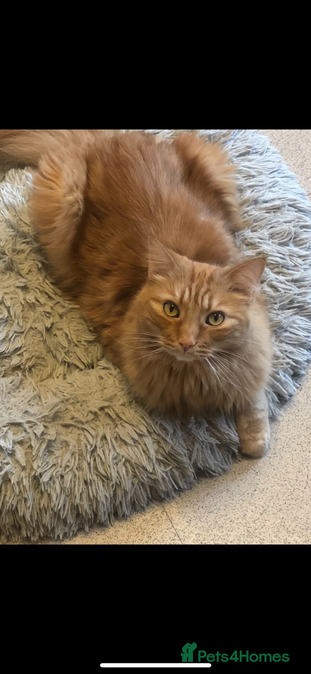 British Longhair cats for sale: 2 boy cats  in Bootle - Advert 8