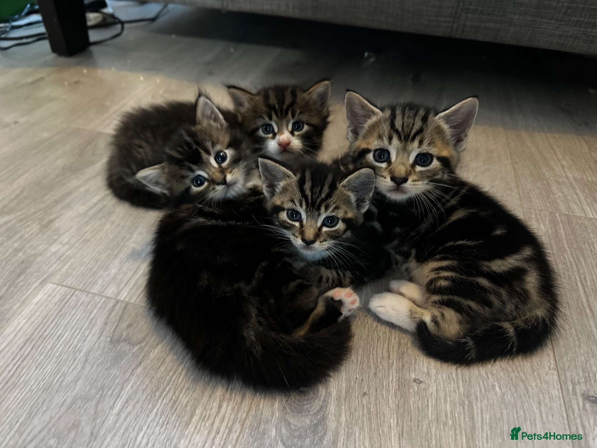 Mixed Breed cats Kittens for sale  - Advert 1