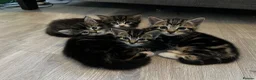 Mixed Breed cats for sale: Kittens for sale  - Advert 1