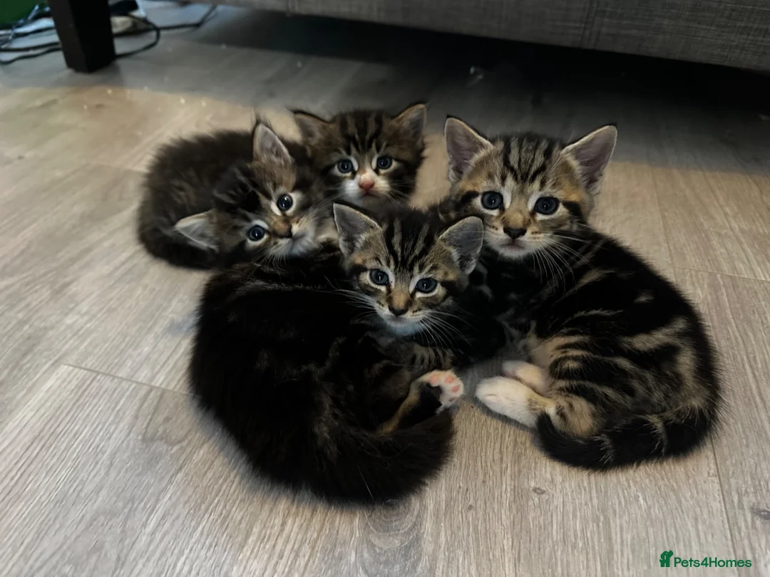 Mixed Breed cats for sale: Kittens for sale  - Advert 1