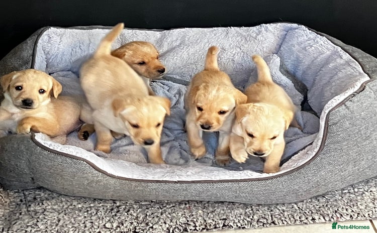Labrador Retriever dogs - Advert 9