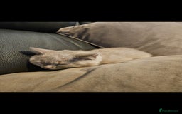 British Shorthair cats for sale: Rare lilac British Short Hair Kitten (Female)  - Image 8