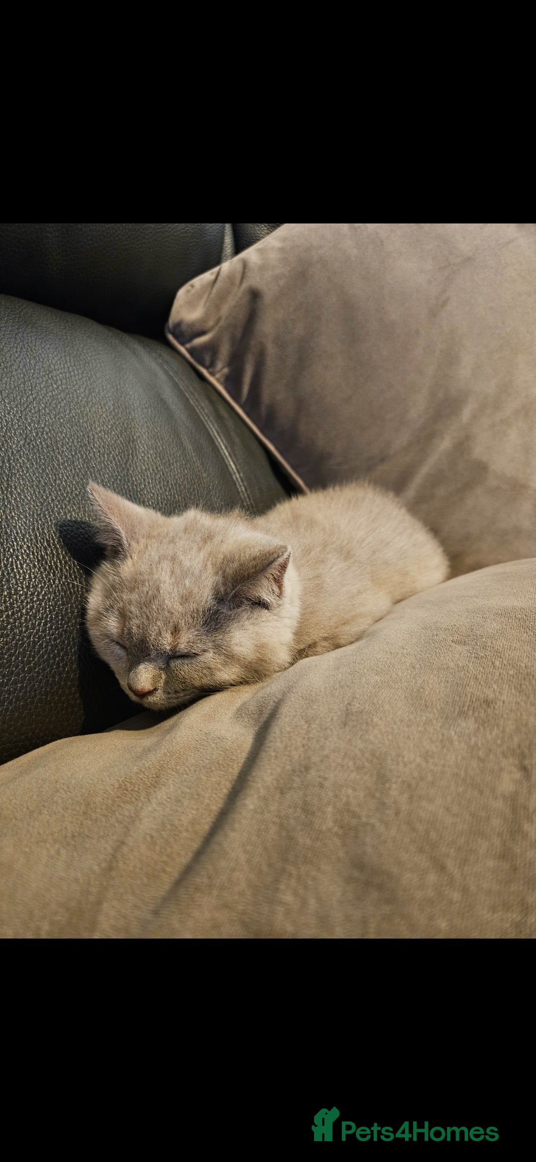 British Shorthair cats for sale: Rare lilac British Short Hair Kitten (Female)  - Image 8