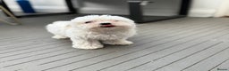 Maltese dogs for sale: Adorable Bichon Maltese Female Puppy - Advert 3