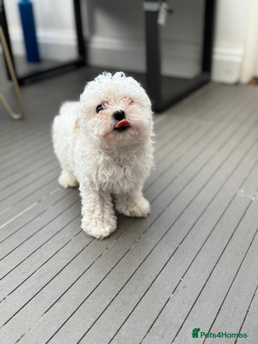 Maltese dogs for sale: Adorable Bichon Maltese Female Puppy - Advert 3