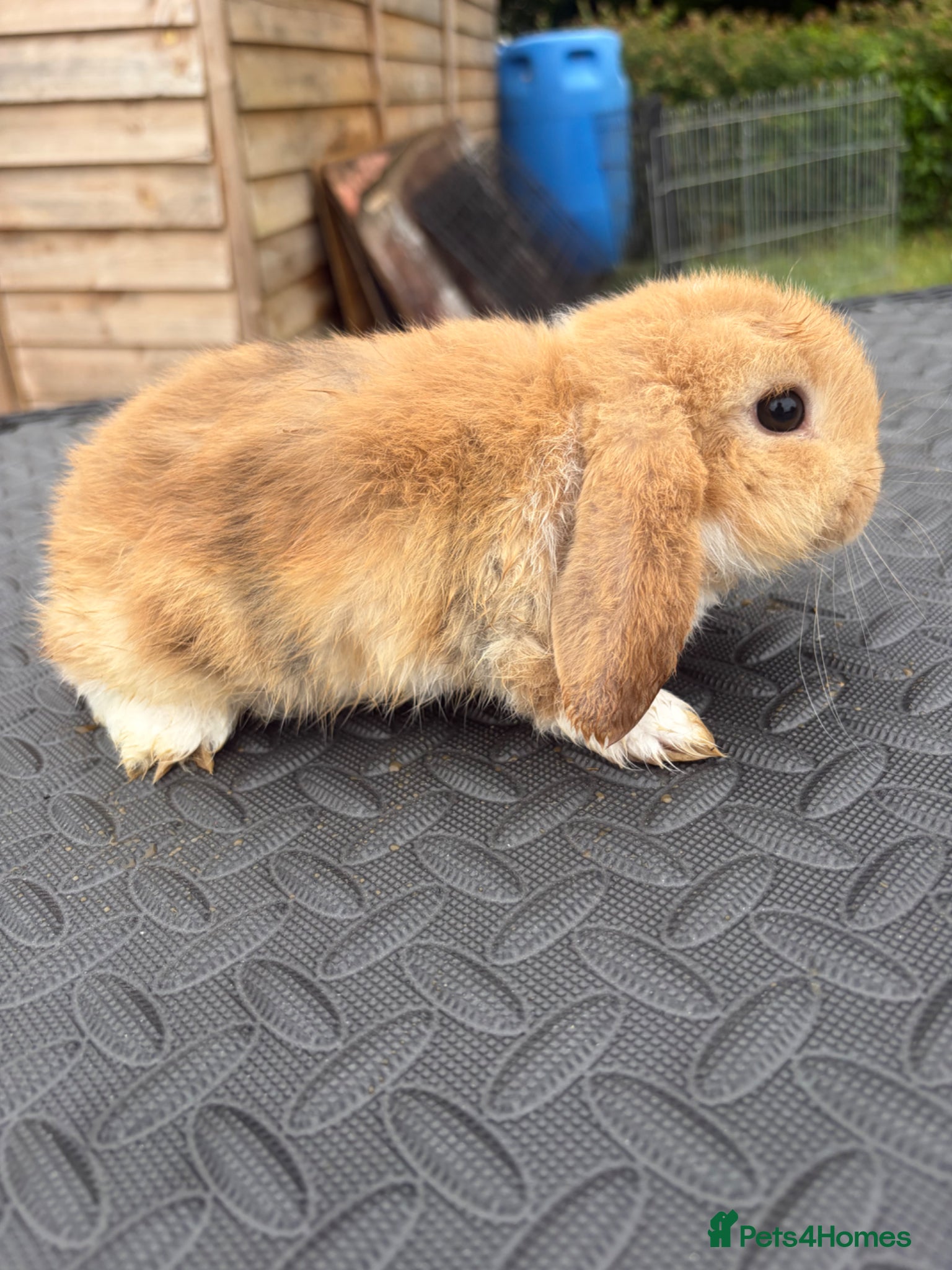 Mini Lop rabbits for sale: Mini Lops for sale  - Advert 6