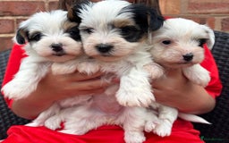 Biewer Terrier dogs for sale: Beautiful biewer terrier puppies 🩷 - Image 29