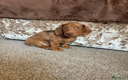 Miniature Dachshund dogs for sale: Dachshund puppies - Image 3