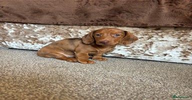 Miniature Dachshund dogs - Advert 15