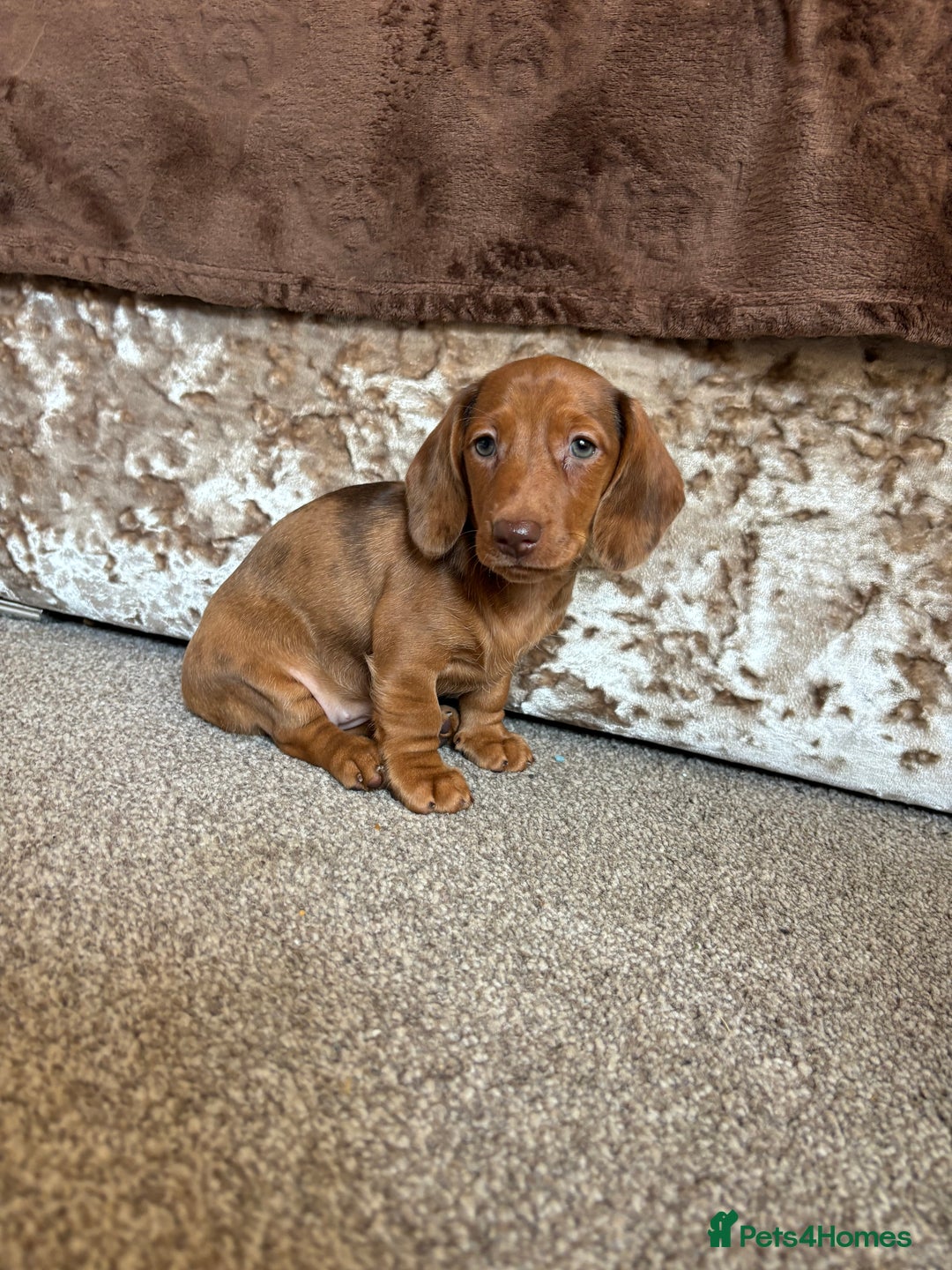 Miniature Dachshund dogs for sale: Dachshund puppies - Image 3