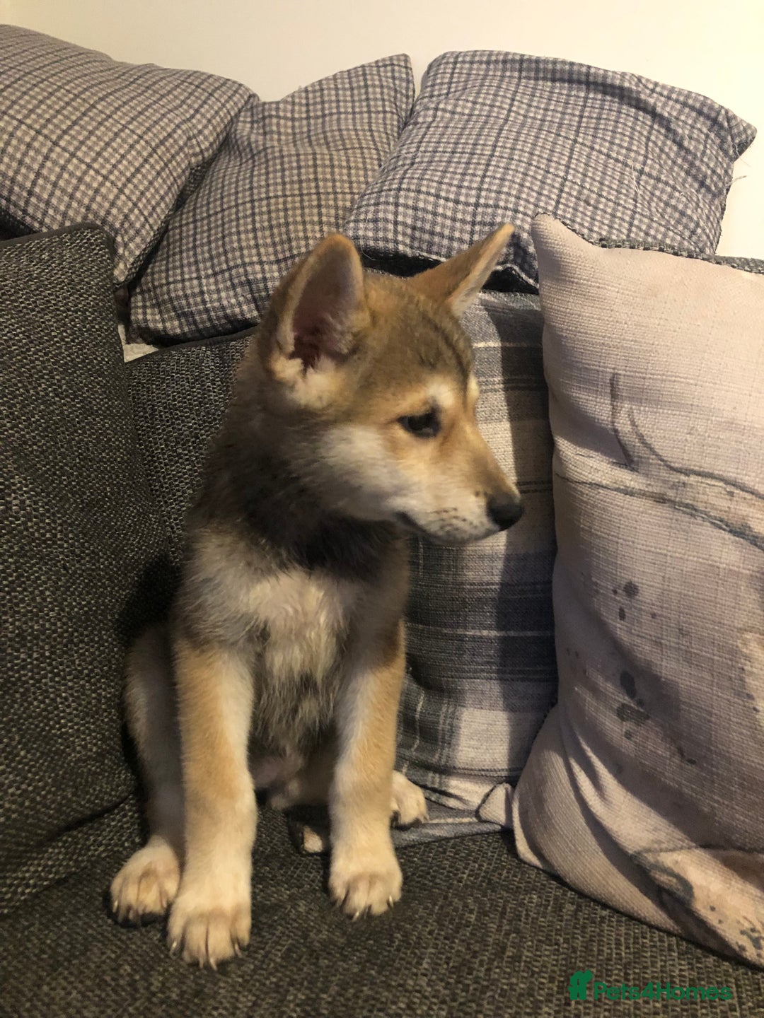 Mixed Breed dogs for sale: READY NOW! Beautiful Japanese Akita Puppies - Image 21