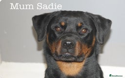 Rottweiler dogs for sale: **Stunning Rottweiler Puppies** - Image 20
