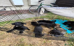 Mixed Breed dogs for sale: German Shepard cross - Image 5