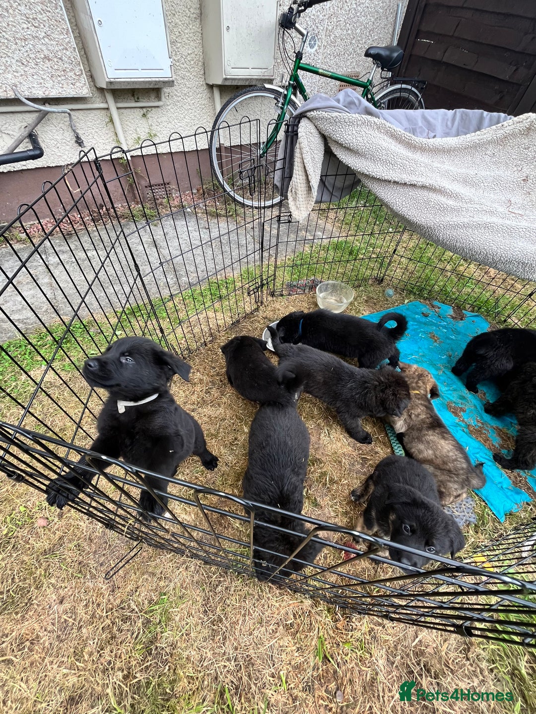 Mixed Breed dogs for sale: German Shepard cross - Image 5