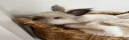 Lionhead rabbits for sale: Lionhead Bunnies  - Advert 10