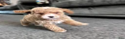 Cavapoo dogs for sale: Ready 8 weeks old boy-cream/apricot/white Merle - Advert 7