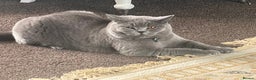 British Shorthair cats for sale: Blue British short hair  - Advert 1