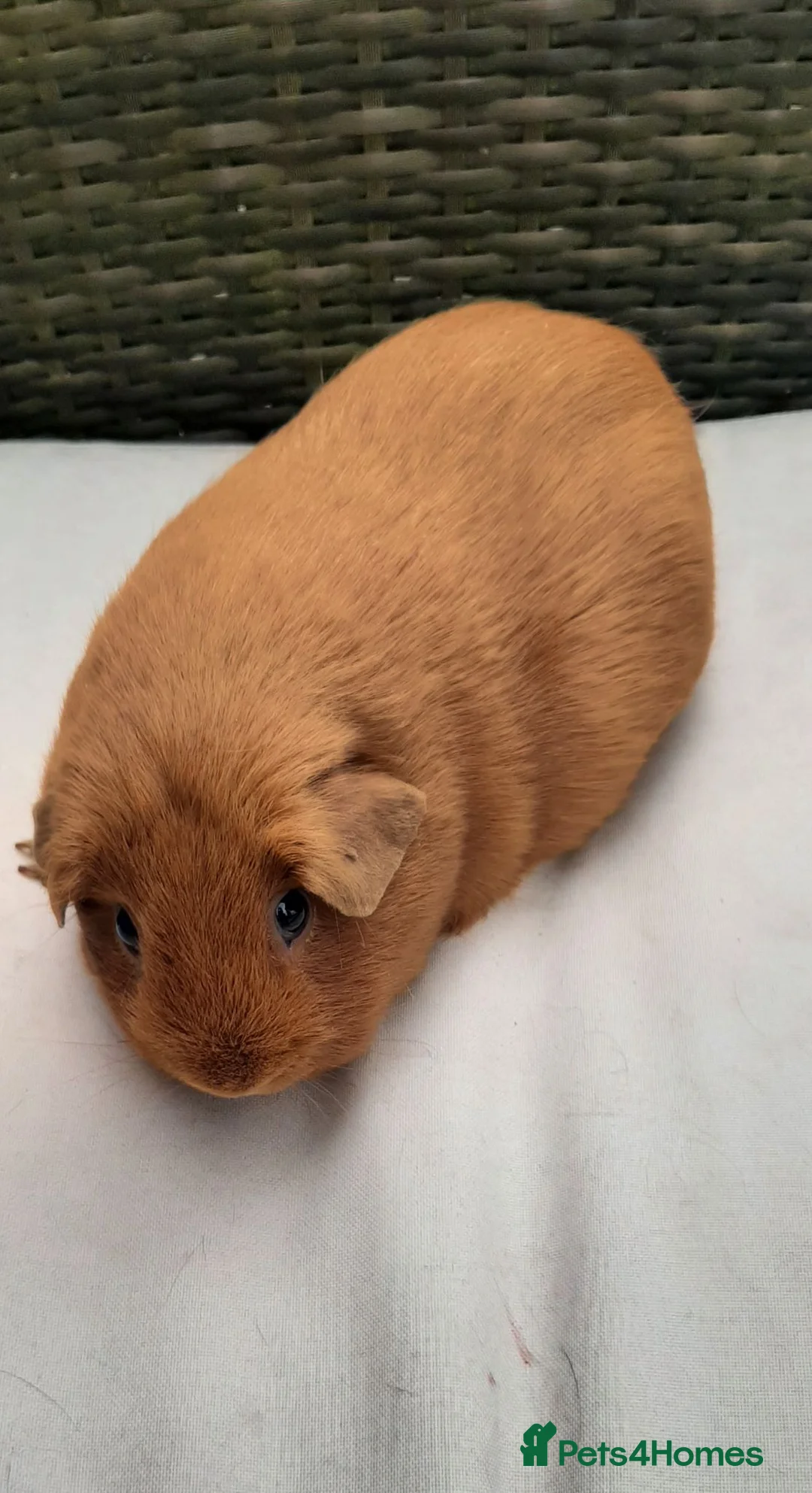 Guinea Pig rodents for sale: Guinea pig females - Advert 2