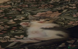 Mixed Breed cats for sale: 2 kittens  - Image 6