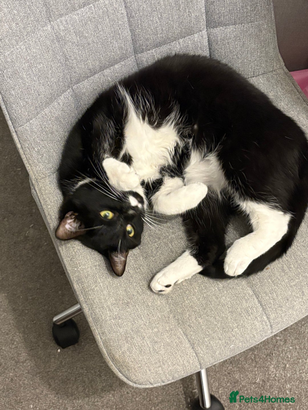 American Shorthair cats for sale: 2 cats in need of a new home - Advert 4