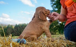 Cocker Spaniel dogs for sale: Show Cocker Spaniel puppies - Image 4