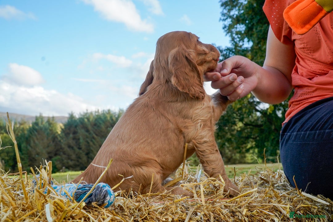 Cocker Spaniel dogs for sale: Show Cocker Spaniel puppies - Image 4