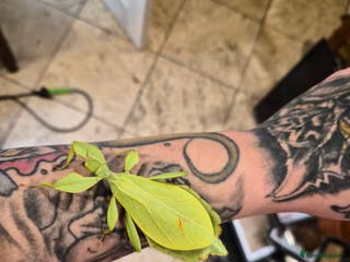 Stick Insects invertebrates Leaf Insect eggs - Advert 6