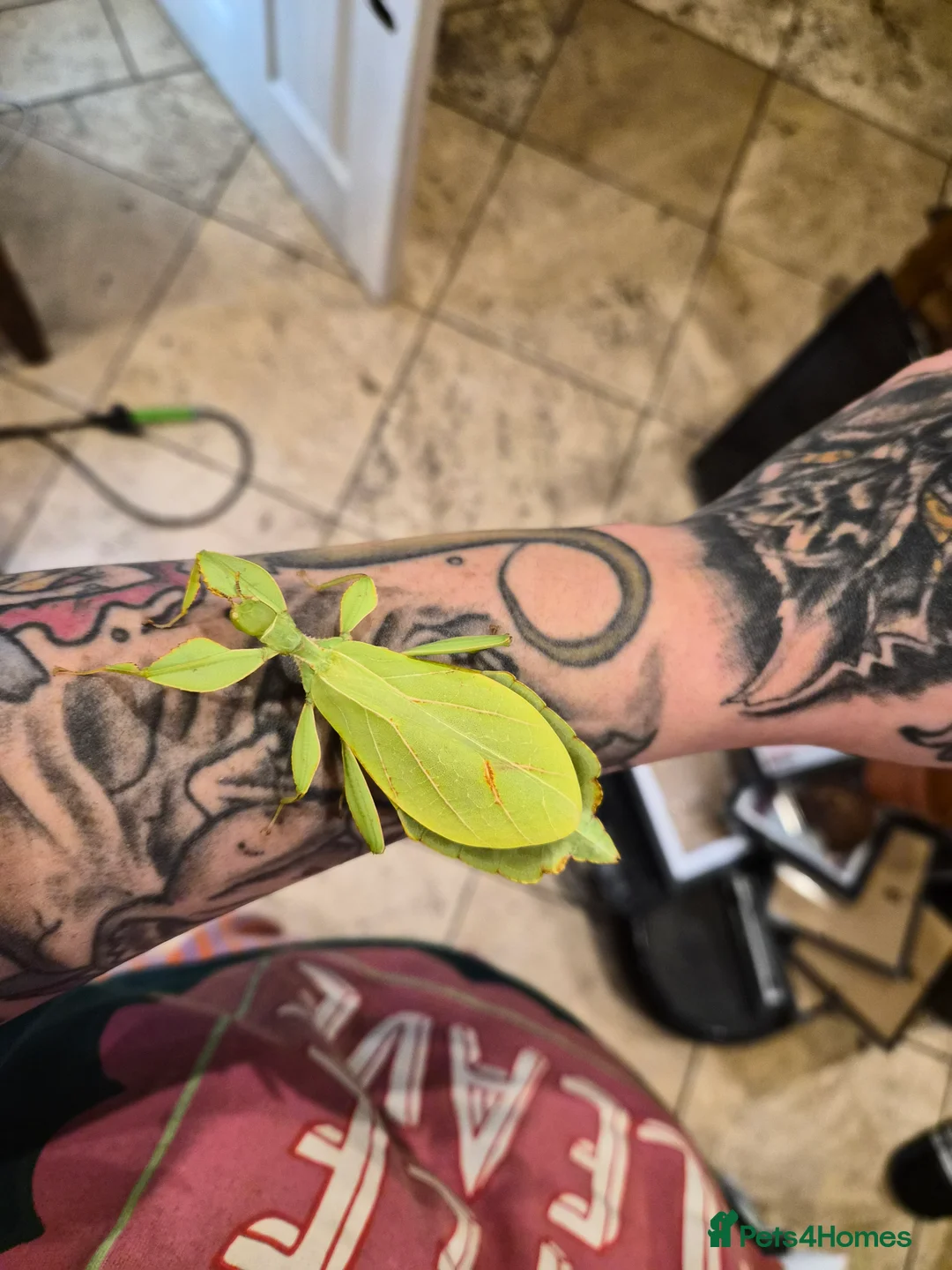 Stick Insects invertebrates for sale: Leaf Insect eggs - Advert 1