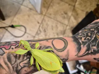 Stick Insects invertebrates Leaf Insect eggs - Advert 1