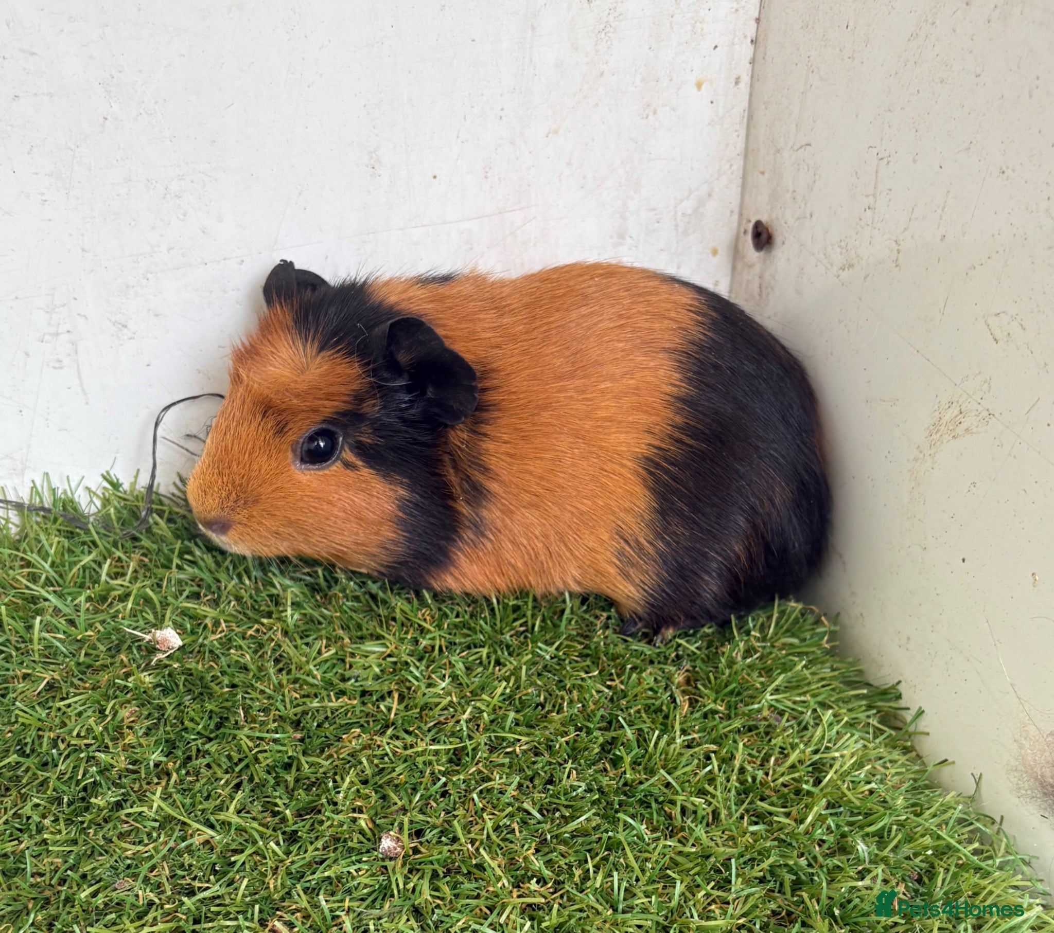 Guinea Pig rodents Calm, Guineas pig girls  - Advert 1