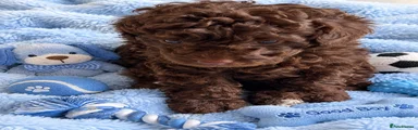 Toy Poodle 1