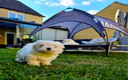 Maltese dogs for sale: Beautiful Maltese – KC, korean-Champion Bloodline - Image 5