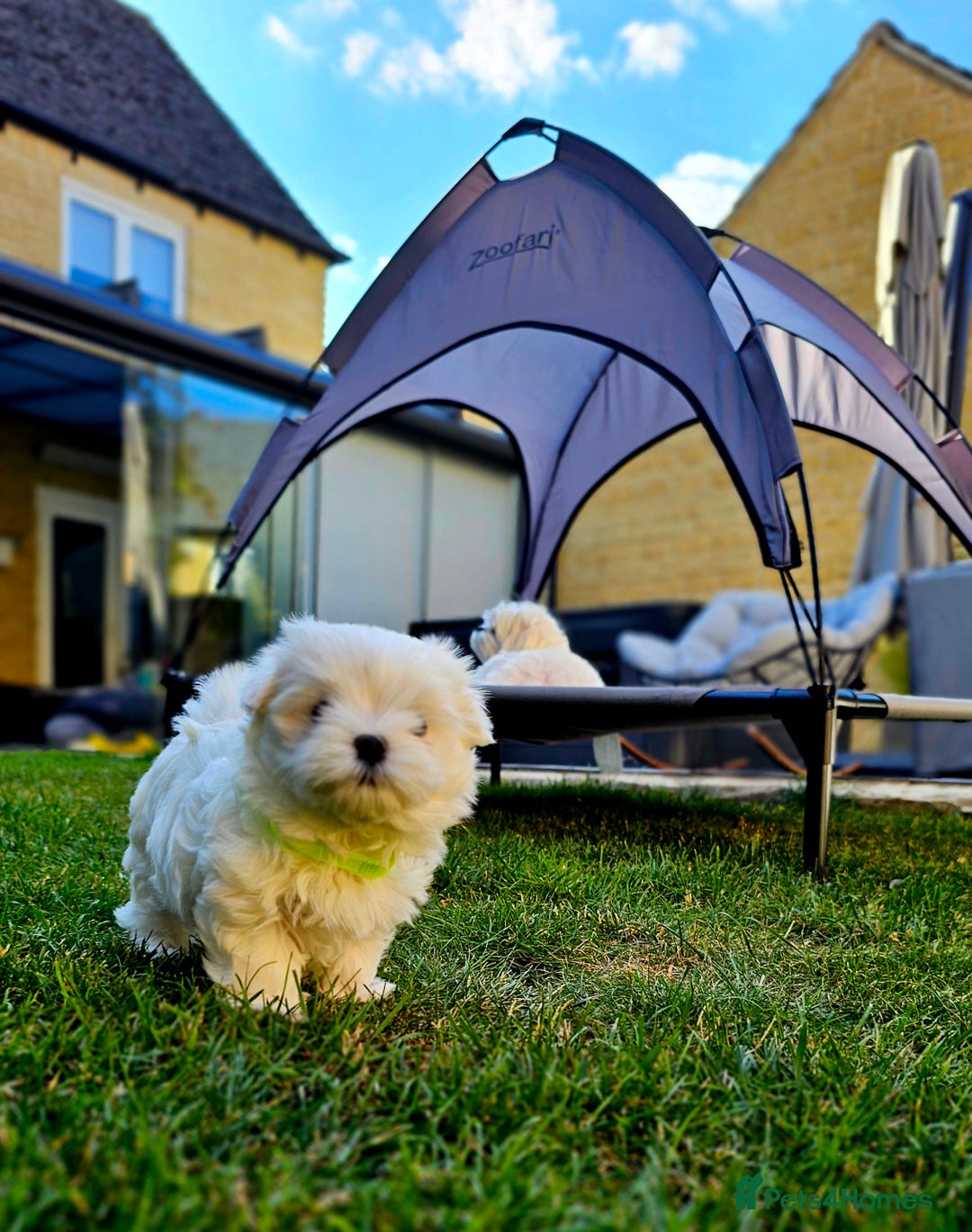 Maltese dogs for sale: Beautiful Maltese – KC, korean-Champion Bloodline - Image 5