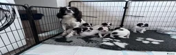 English Springer Spaniel dogs for sale: KC registered springer spaniel puppies  - Advert 9