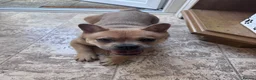 Mixed Breed dogs for sale: French bulldog x chow  in Southend-on-Sea - Advert 3