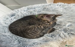 Domestic Shorthair cats for sale: Kittens - Image 9