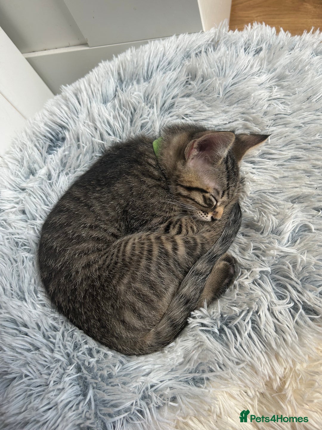 Domestic Shorthair cats for sale: Kittens - Image 9