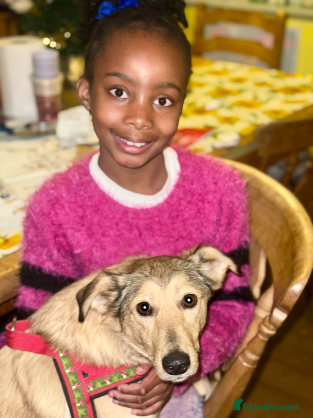 Mixed Breed dogs for adoption: 💙🐶 NICK(9 month) & ❤️🐶 MAILY (1 year)  - Advert 19