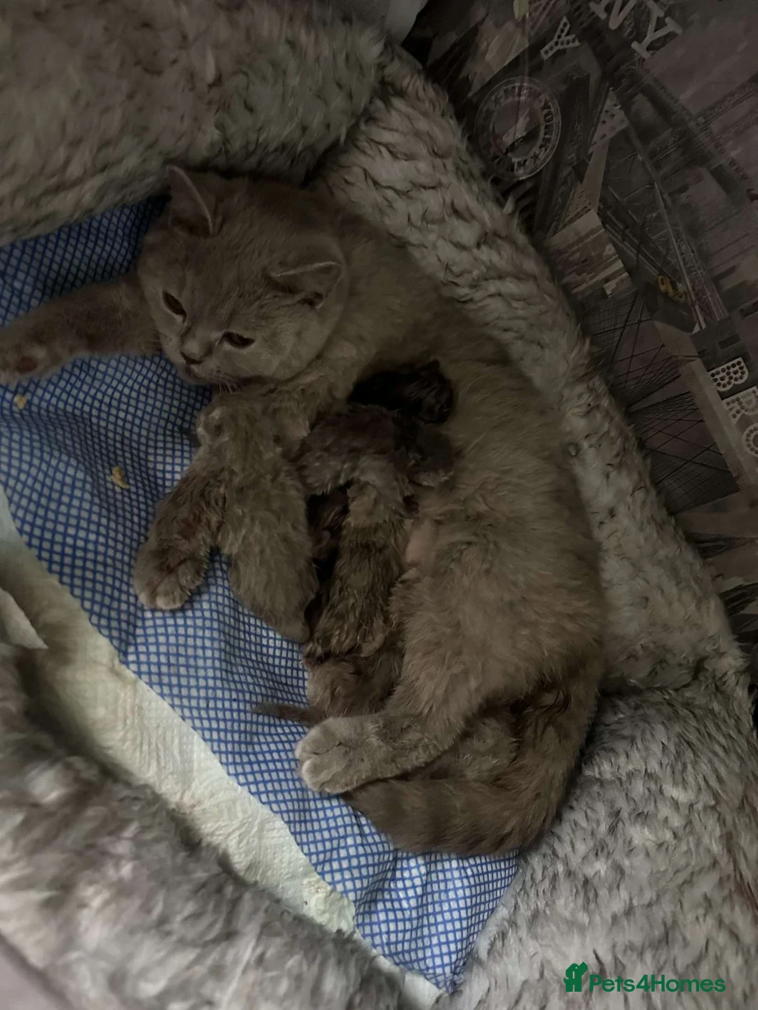 British Shorthair cats for sale: British short hair boys - Advert 2