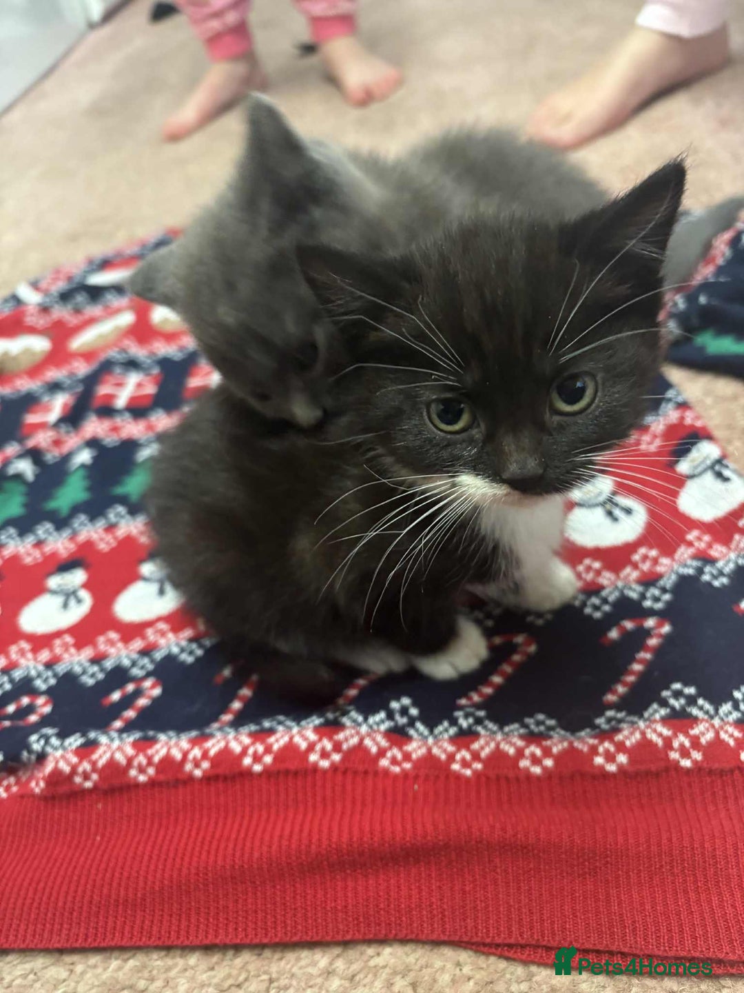 Mixed Breed cats for sale: Kittens mix - Advert 3