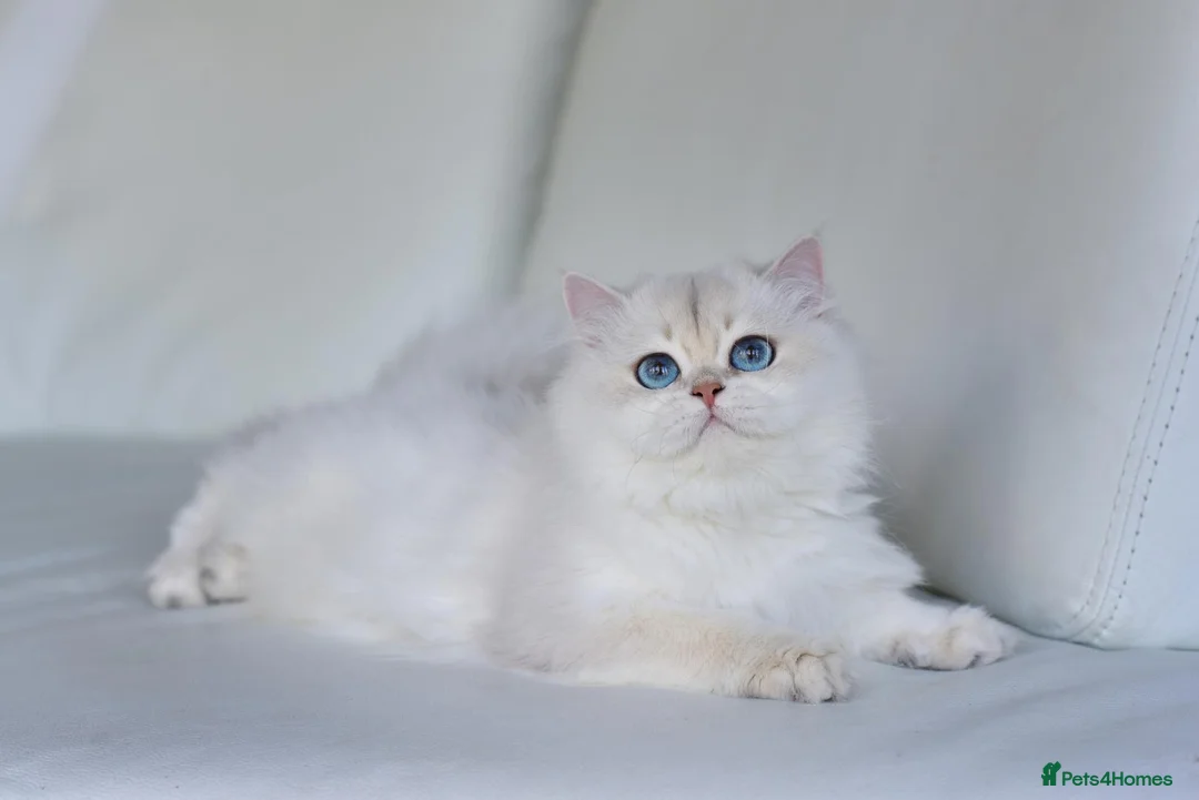 British Longhair cats for sale: TICA Pedigree Top Quality British Long Hair Kitten - Advert 17
