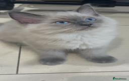Ragdoll cats for sale: Stunning GCCF reg ragdoll kittens available now  - Image 4