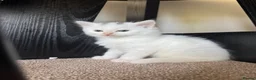 British Longhair cats for sale: Gorgeous Pure White Kitten Ready to Leave in Gravesend - Advert 4