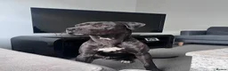 Mixed Breed dogs for sale: Cane Corso x Staffy in Mexborough - Advert 3