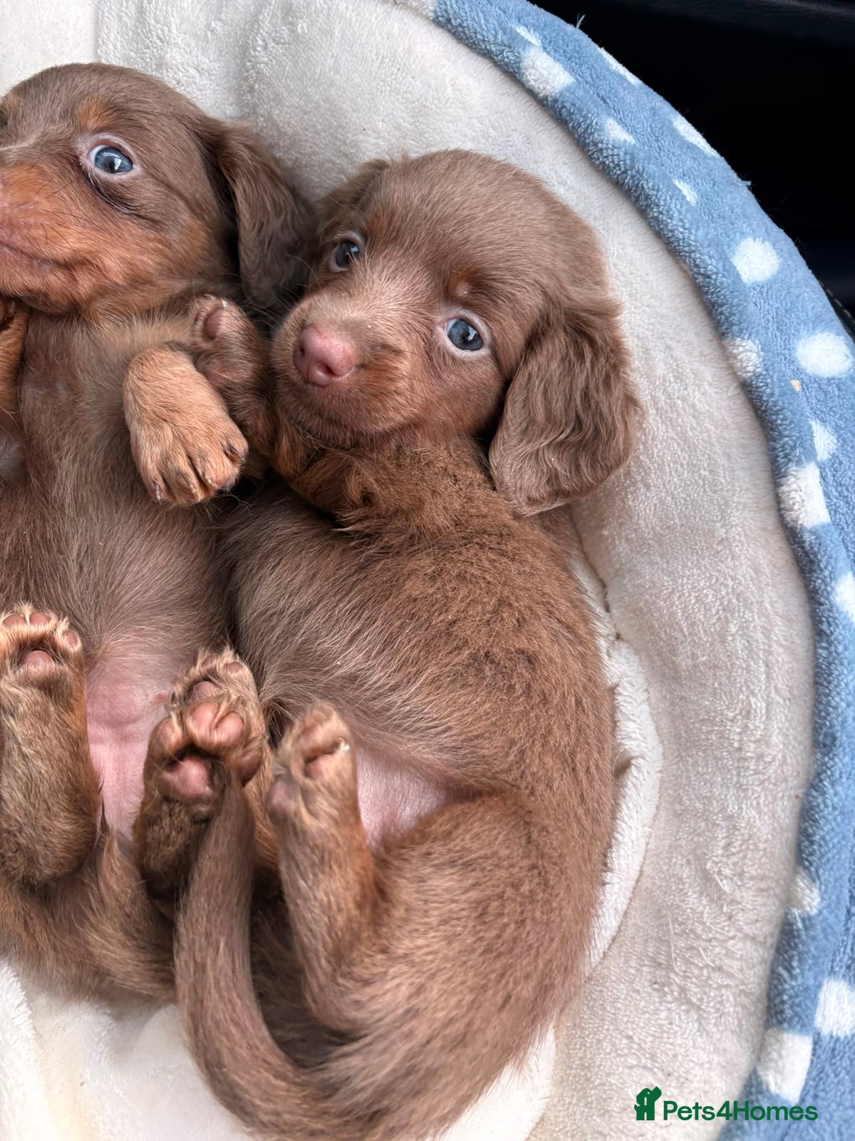 Miniature Dachshund dogs Long haired miniature dachshund❤️💙 - Advert 2