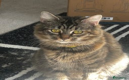 Siberian cats for sale: Siberian x Chartreux - Image 1