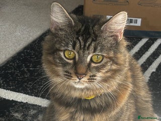 Siberian cats Siberian x Chartreux - Advert 3