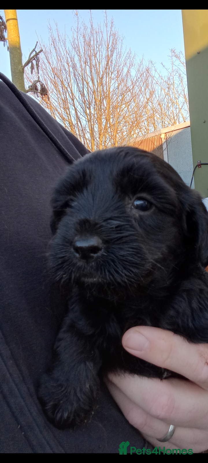 Mixed Breed dogs Labradoodles puppys F2 - Advert 1
