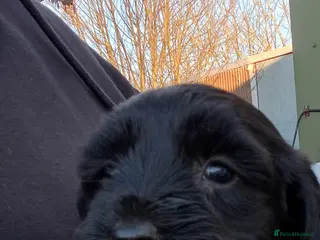 Mixed Breed dogs Labradoodles puppys F2 - Advert 1